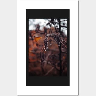 Drops or rain of an autumn day in the woods Posters and Art